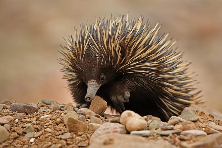 Short-beaked-echidna-South-Australia