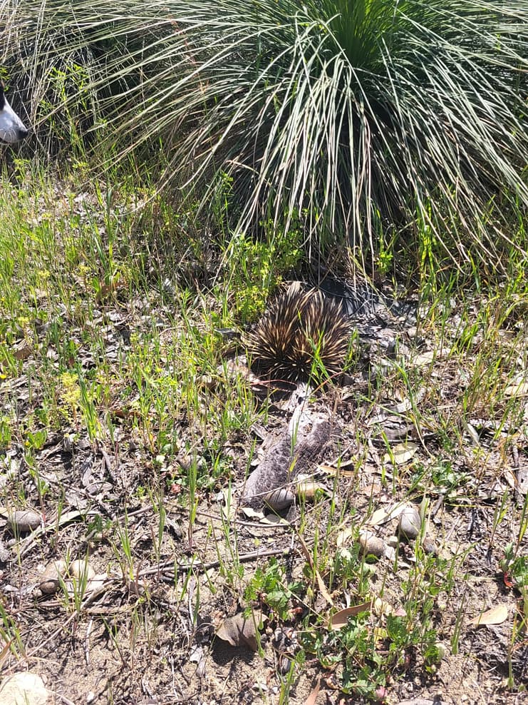 WhatsApp Bild 2024-11-01 um 09.52.38_a1339a4f